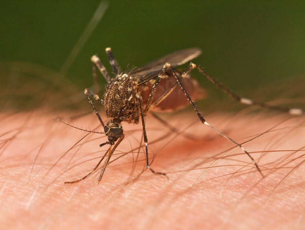 Portable Mosquito Repellent Device